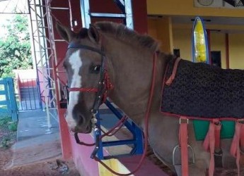Os olhos do cavalo