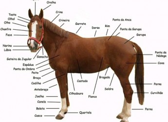 Curiosidades sobre o cavalo