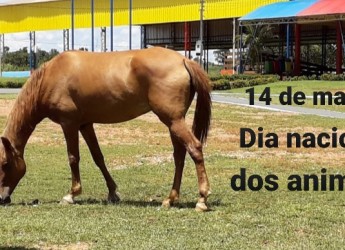 14 de março: Dia Nacional dos Animais.