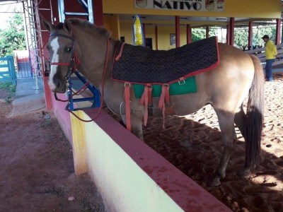 Cavalos